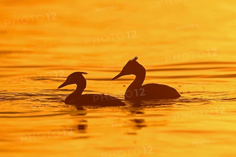 Great crested grebe