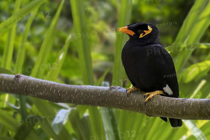 Common hill myna