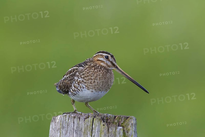 Common snipe