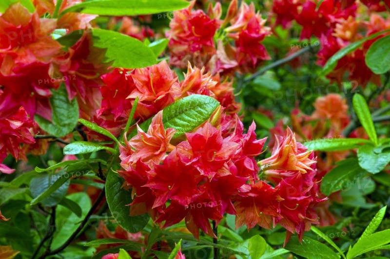 Rhododendron blossom