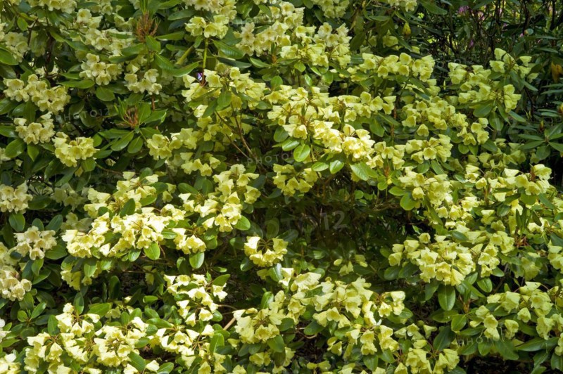 Rhododendron
