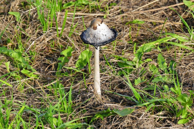Stinkhorns