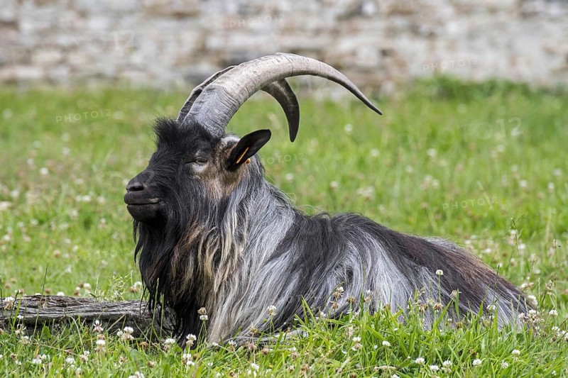 Black landrace goat resting in meadow at farm