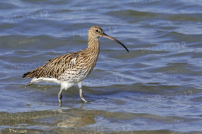 Eurasian curlew