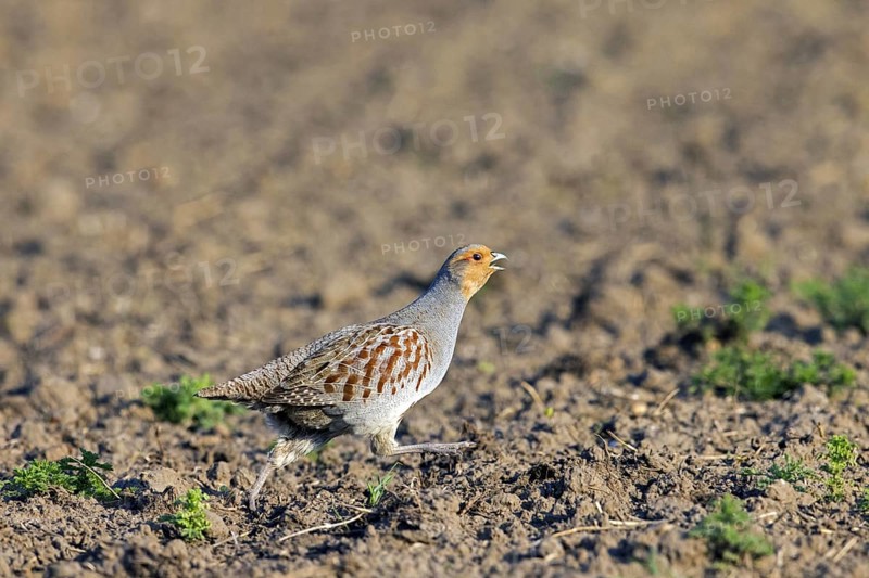Grey partridge