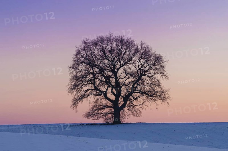 Common oak