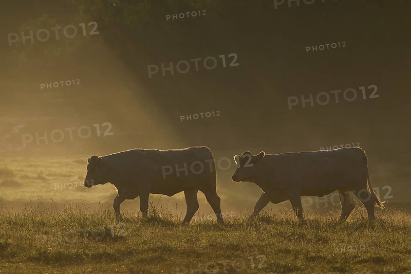 Two cows