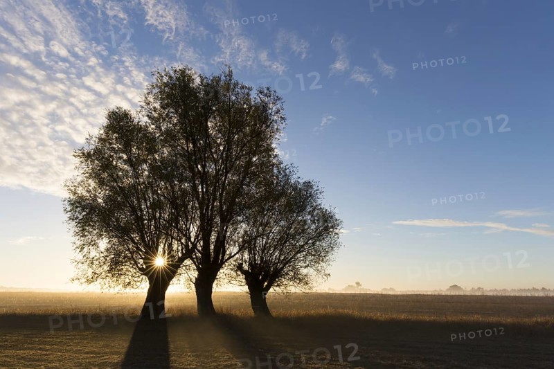 Sun shining through branches of pollard willows/ pollarded white willows