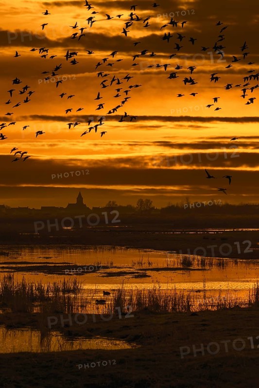 Flock of ducks silhouetted against sunset flying over field in winter in the Uitkerkse Polder nature reserve near Blankenberge