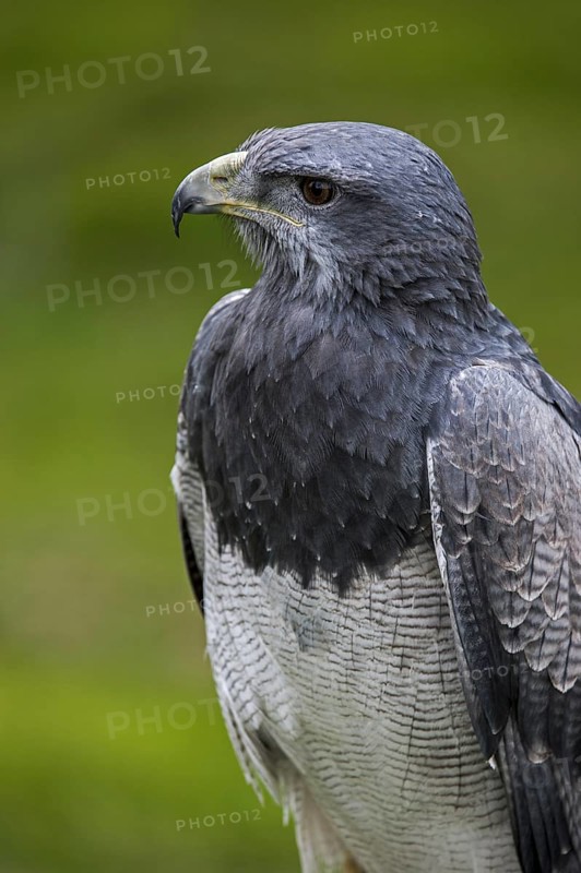 Close up of Black-chested buzzard-eagle