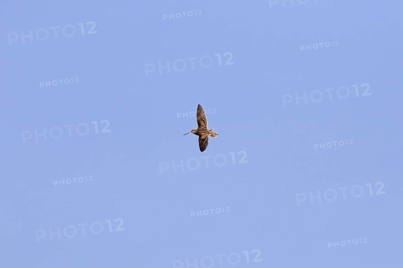 Common snipe