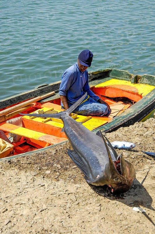 Local fisherman old man in small boat wooden boat on sea at quay wall looking at caught fish atlantic blue marlin