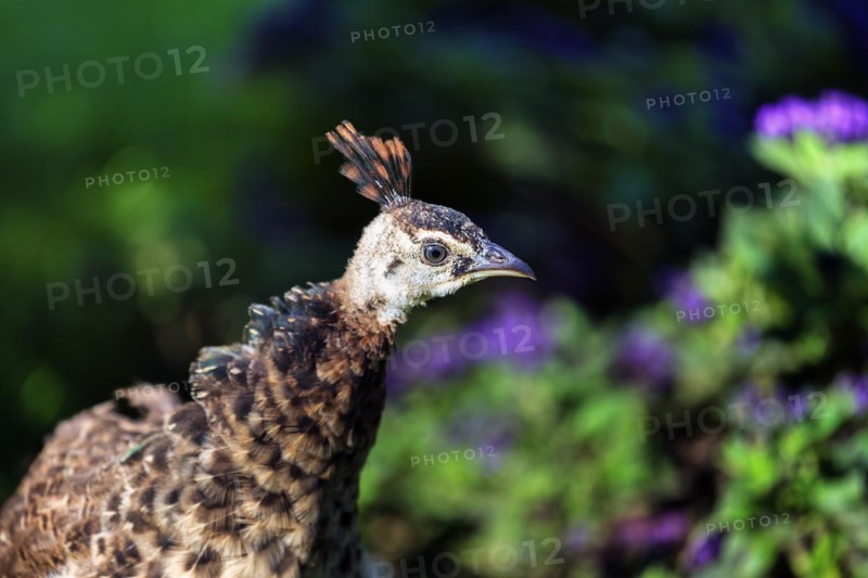 Indian peafowl