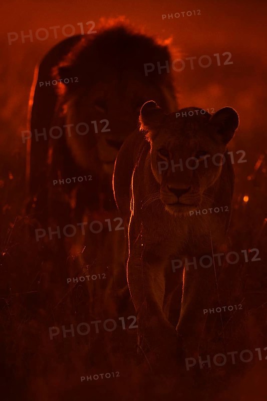 Backlit African lioness leading a male lion in the grasslands of Masai Mara at da