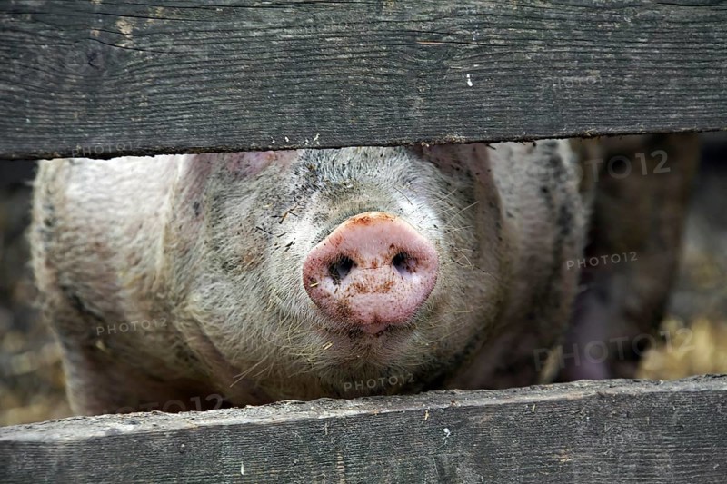 Curious domestic pig