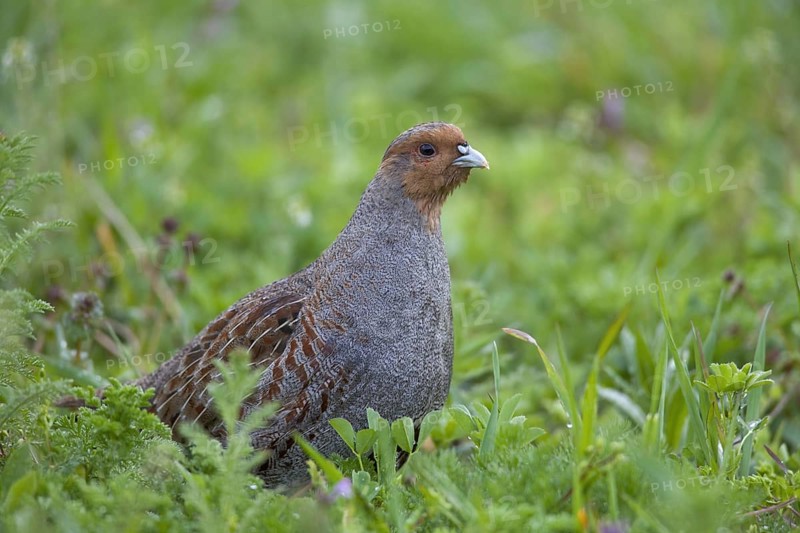 Grey Partridge