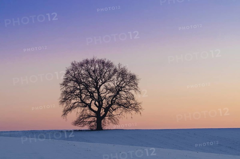 Common oak