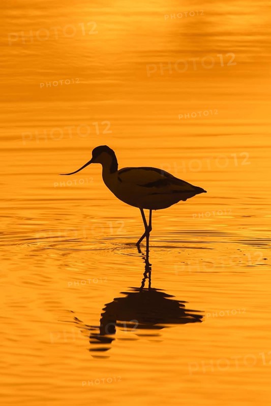 Pied avocet