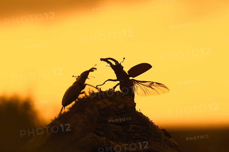 Two European stag beetle