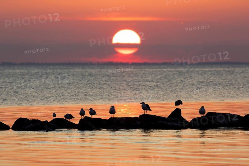 Flock of great black-backed gulls