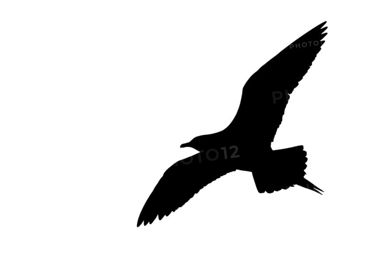 Silhouette of Arctic skua
