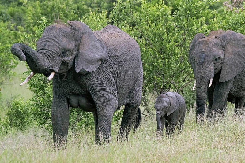 African bush elephant