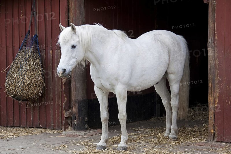 White horse