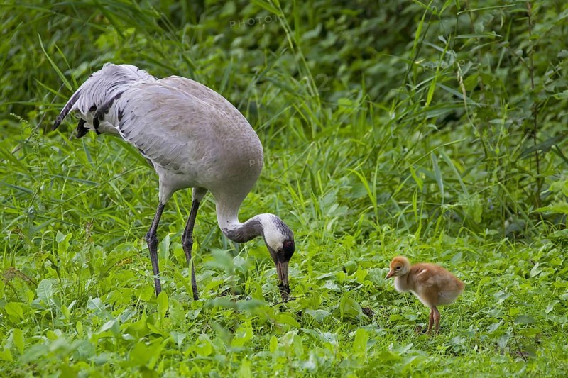 Eurasian Crane