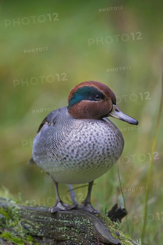 Eurasian teal