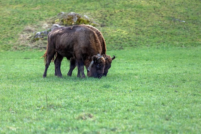 Wisent Thal project