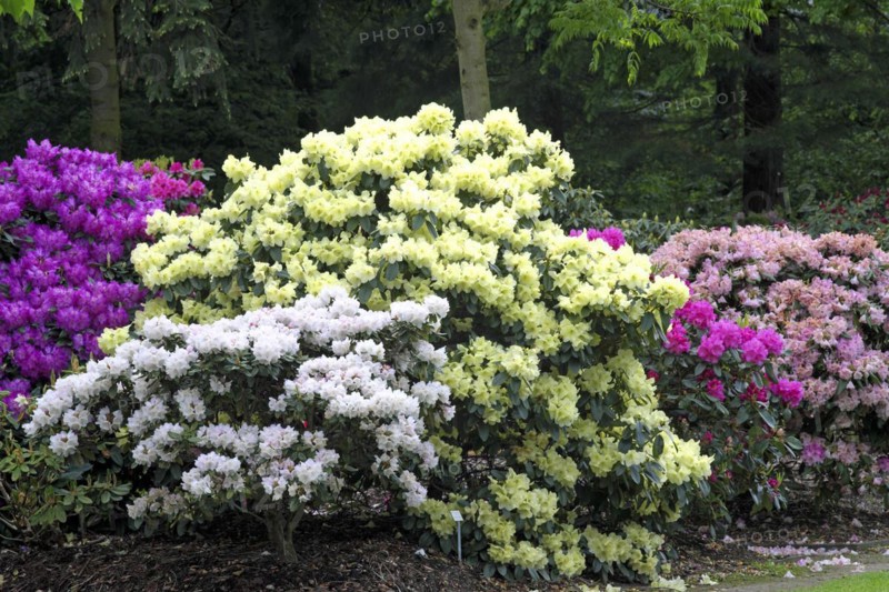 Rhododendron bushes in the Bremen Botanical Garden