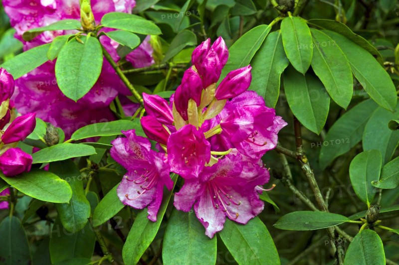 Rhododendron blossom