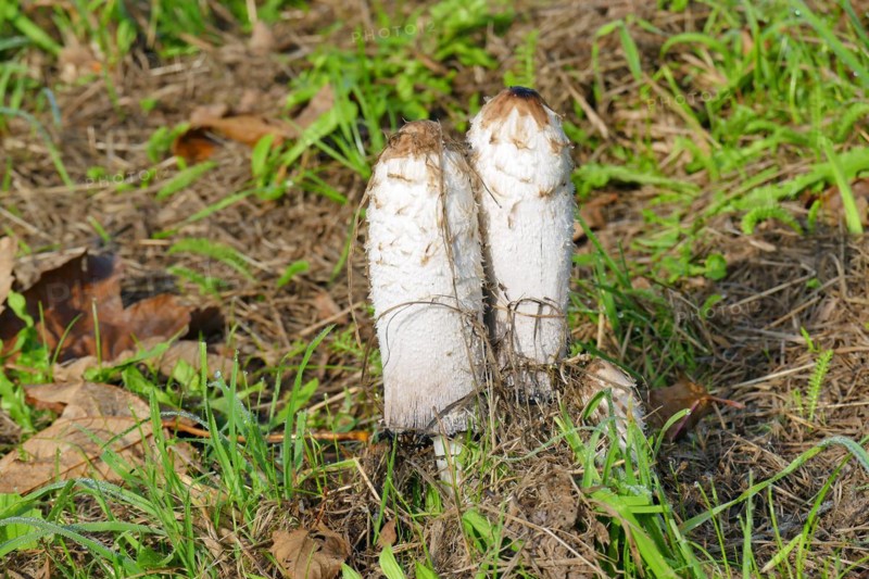 Stinkhorns