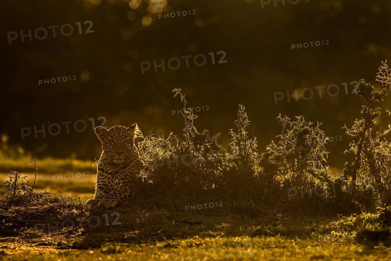 Backlit African leopard sitting on the ground in Masai Mara