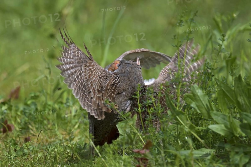 Two territorial male grey partridges
