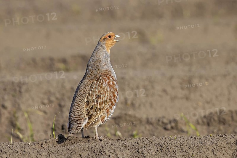 Grey partridge
