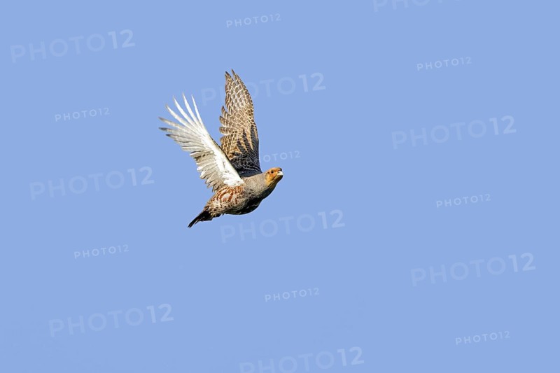 Grey partridge