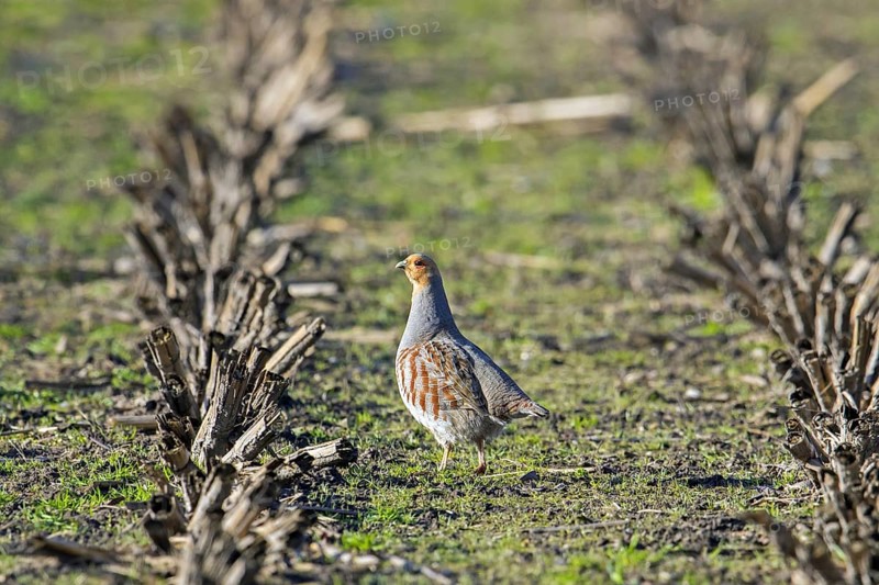 Grey partridge