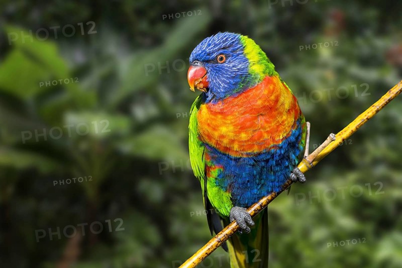 Rainbow lorikeet