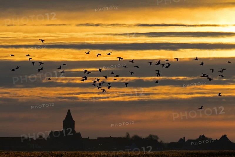 Flock of ducks silhouetted against sunset flying over field in winter in the Uitkerkse Polder nature reserve near Blankenberge