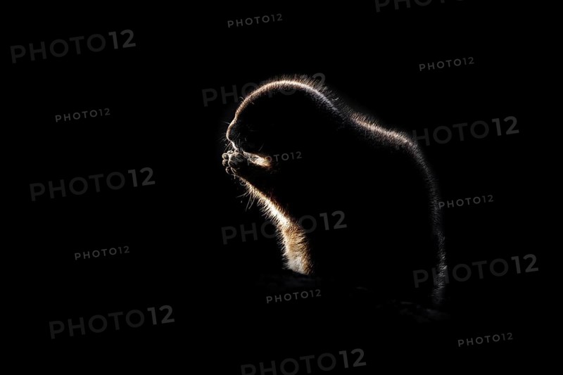 Black and white rim light silhouette of black-tailed prairie dog
