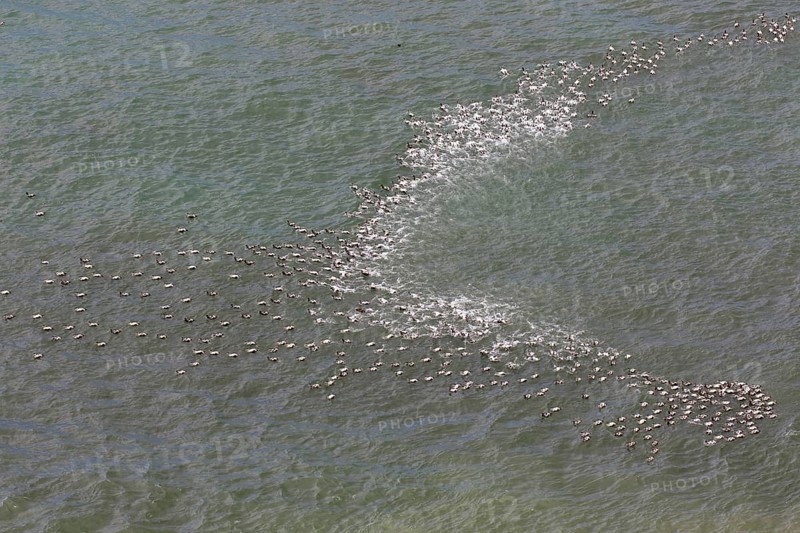 Aerial view over flock of common eider