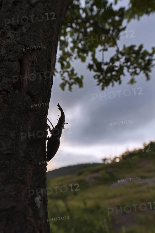 European stag beetle