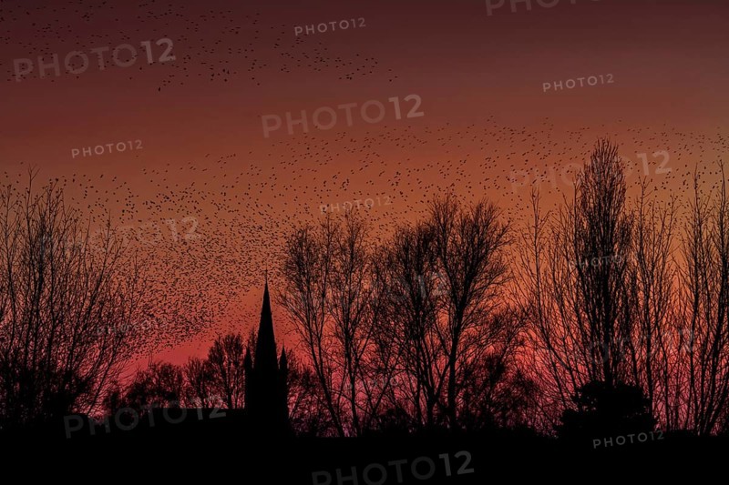 Silhouette of European starling