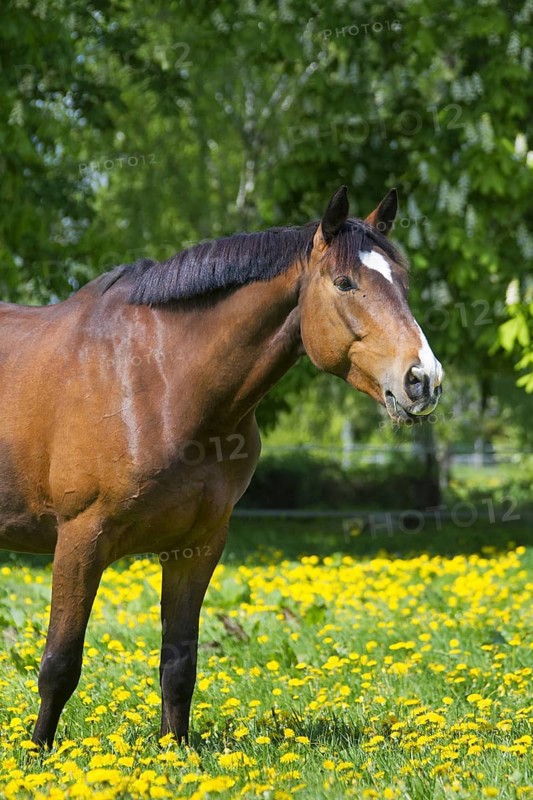 Bay coloured Trakehner horse