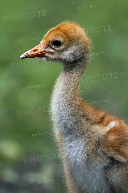 Common Crane