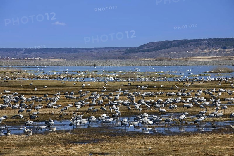 Flock of common cranes