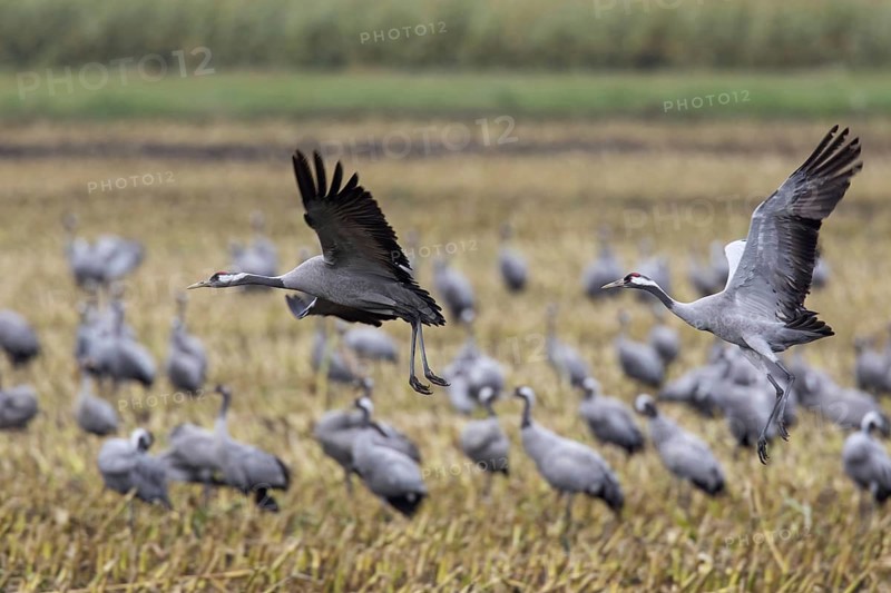 Flock of common cranes