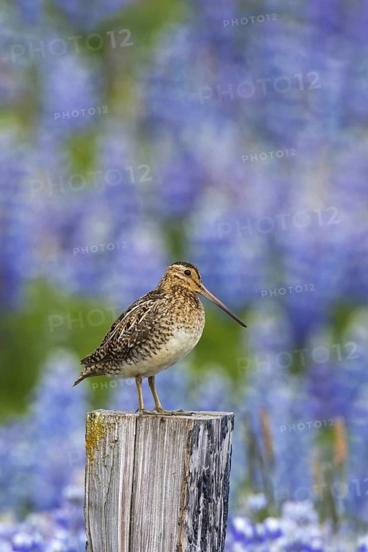 Common snipe