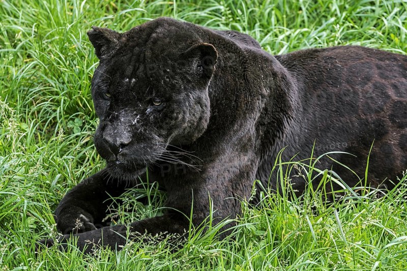 Close up portrait of black panther